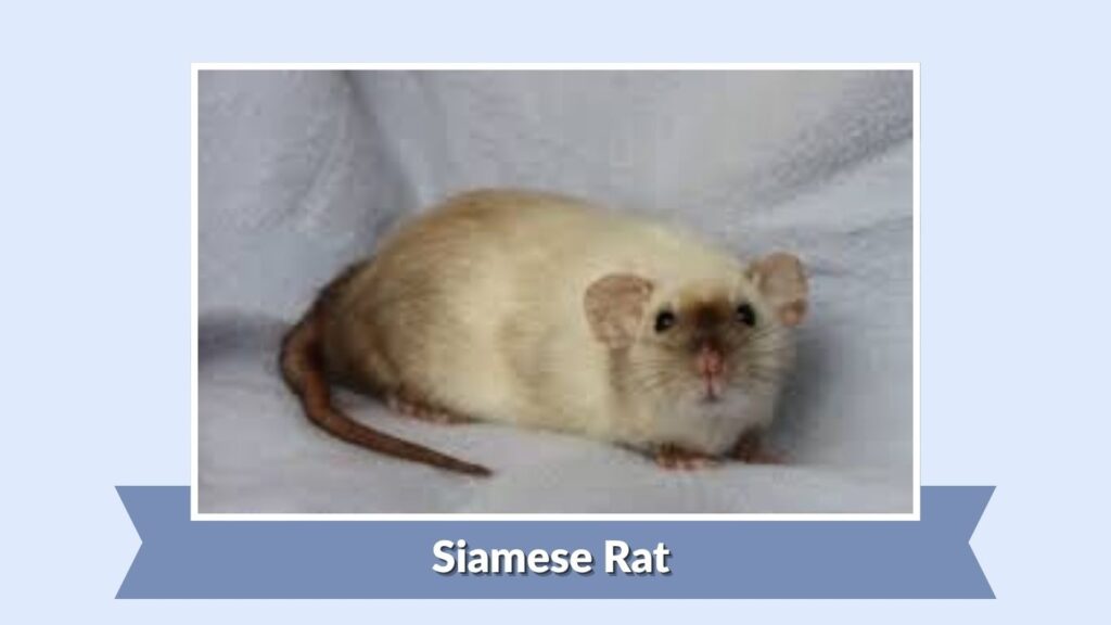 Siamese Rat