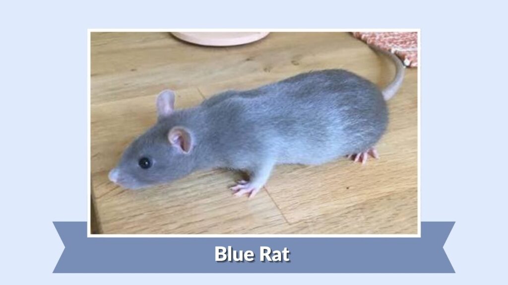 Blue Rat