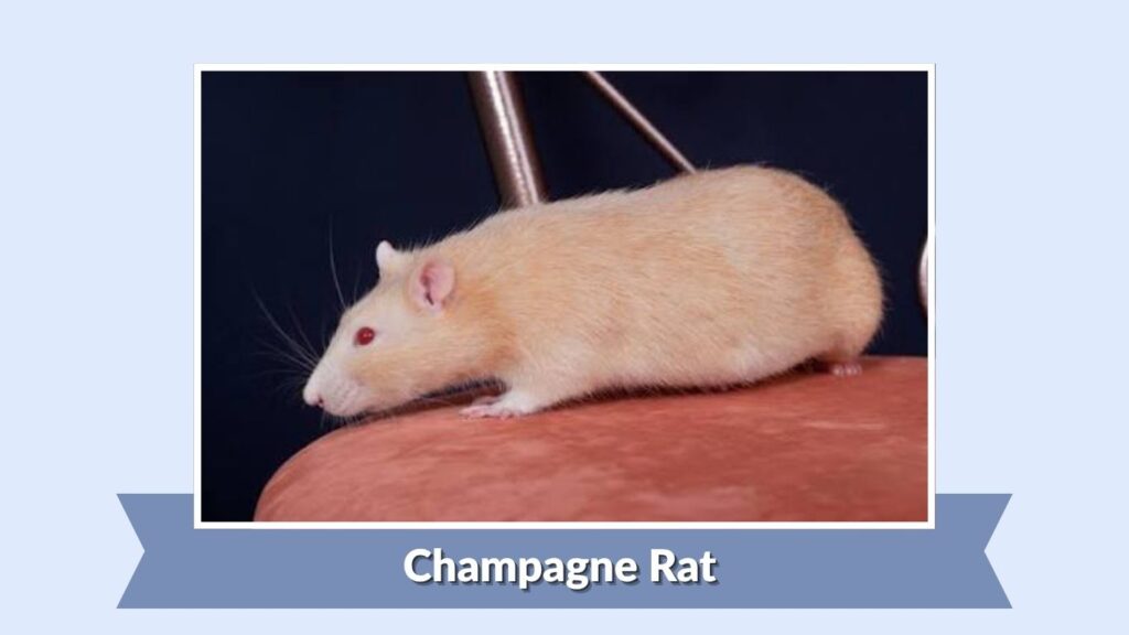 Champagne Rat