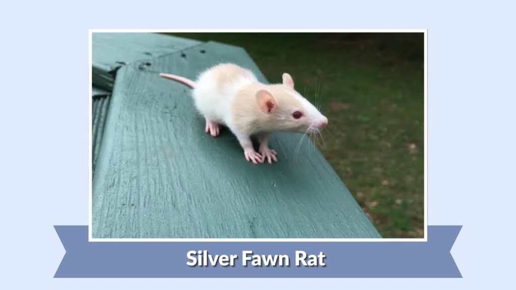 Silver Fawn Rat