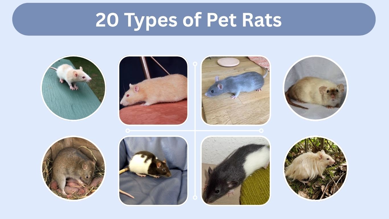 20 Types of Pet Rats: Identification with Pictures