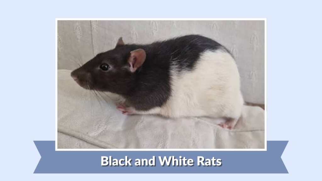 Black and White Rats