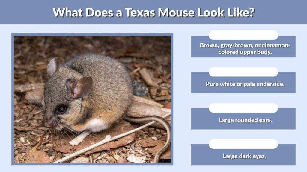 What Does a Texas Mouse Look Like?