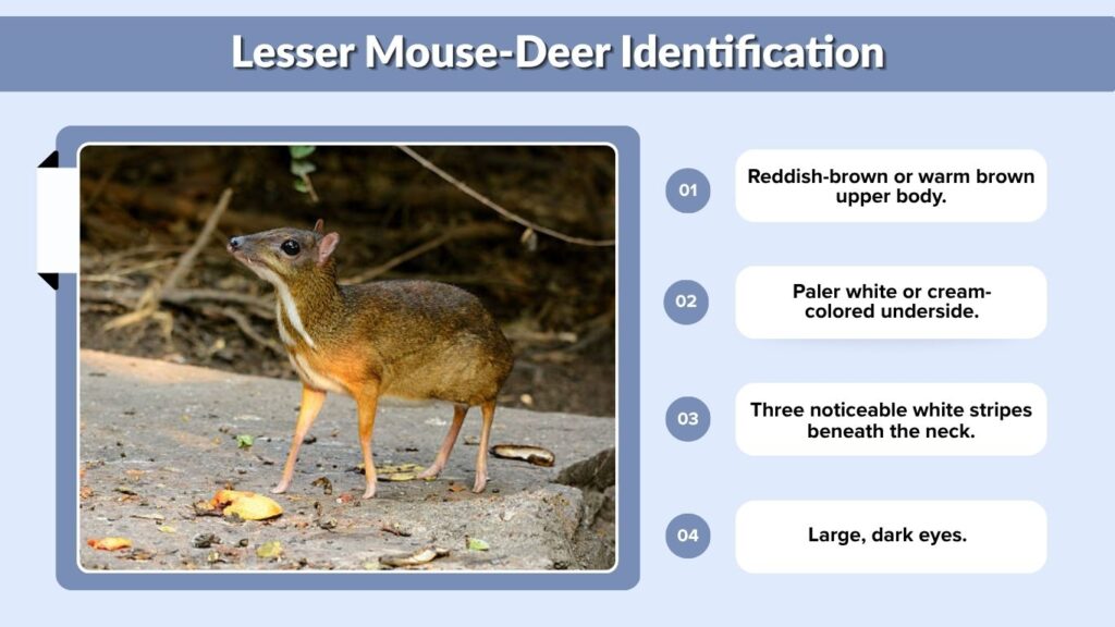 Lesser Mouse-Deer Identification