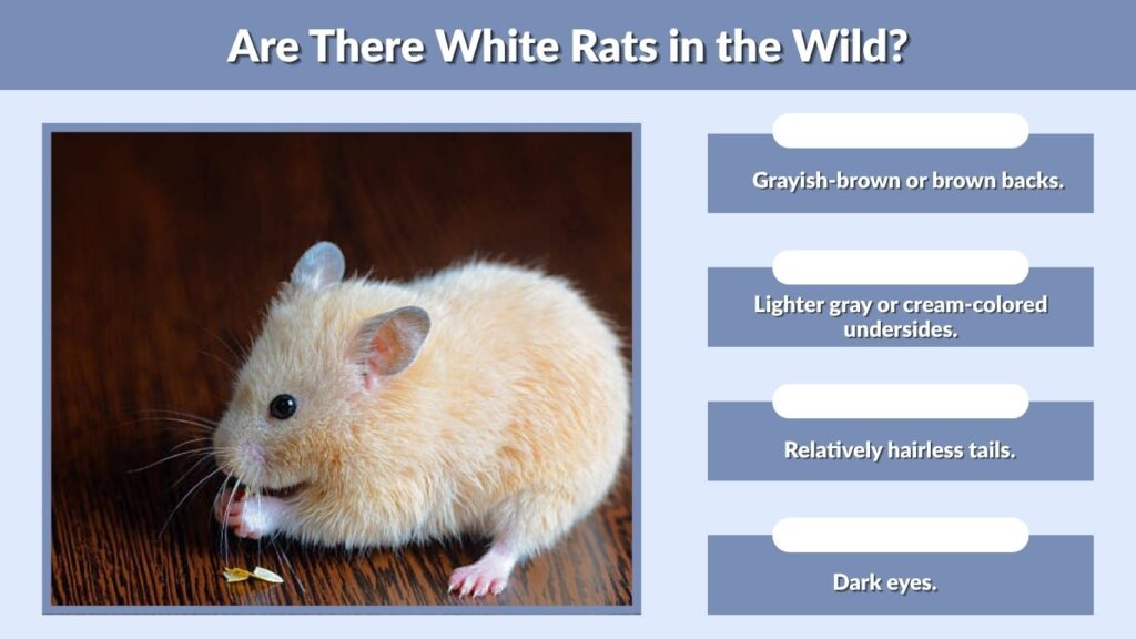 Are There White Rats in the Wild?
