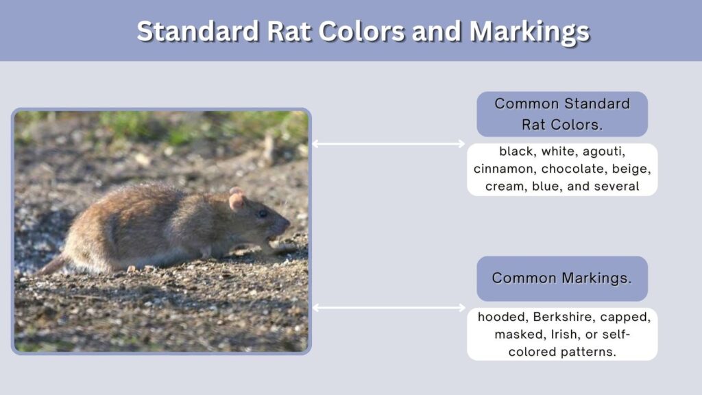 Standard Rat Colors and Markings