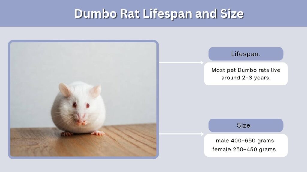 Dumbo Rat Lifespan and Size