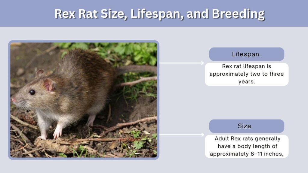 Rex Rat Size, Lifespan, and Breeding