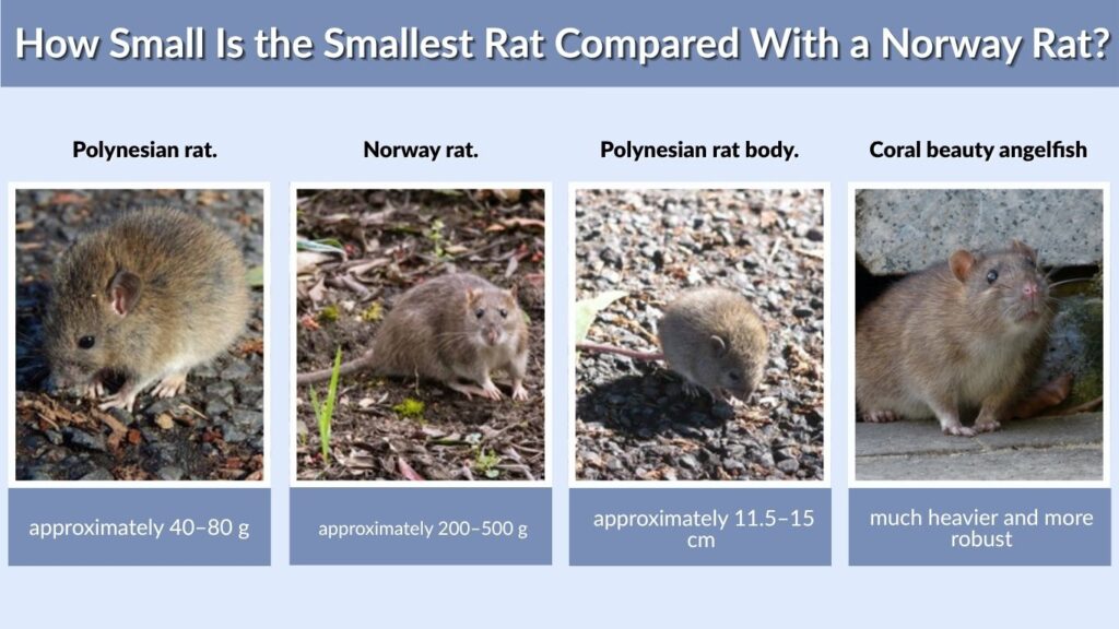 How Small Is the Smallest Rat Compared With a Norway Rat?