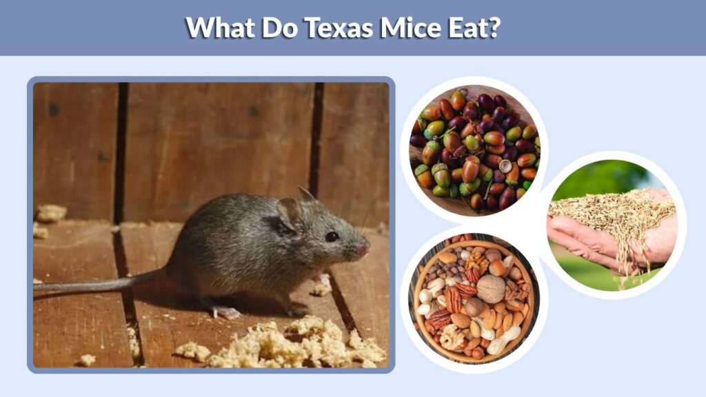 What Do Texas Mice Eat?