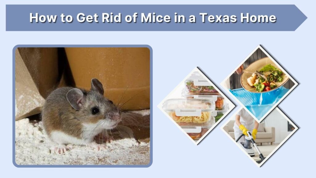 How to Get Rid of Mice in a Texas Home