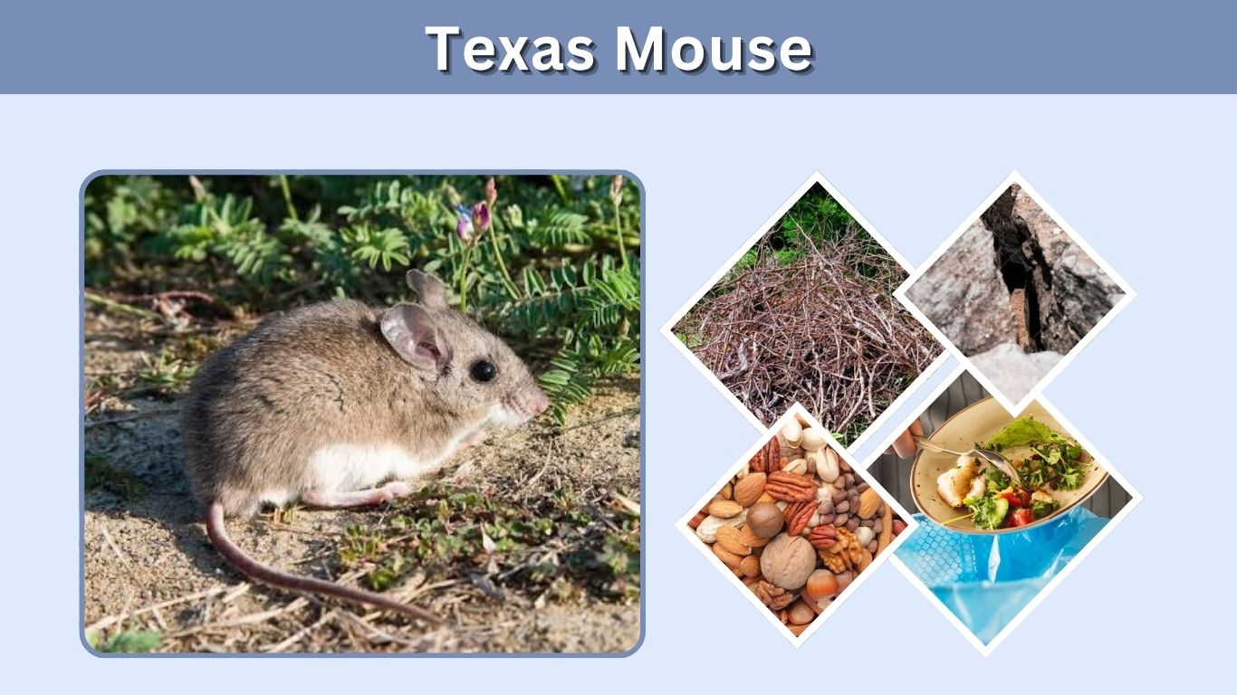 Texas Mouse: Identification, Habitat, Diet, and Control