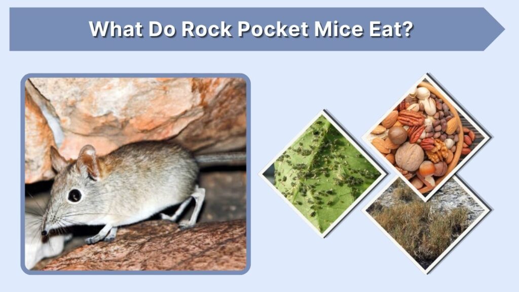 What Do Rock Pocket Mice Eat?