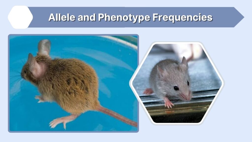 Allele and Phenotype Frequencies
