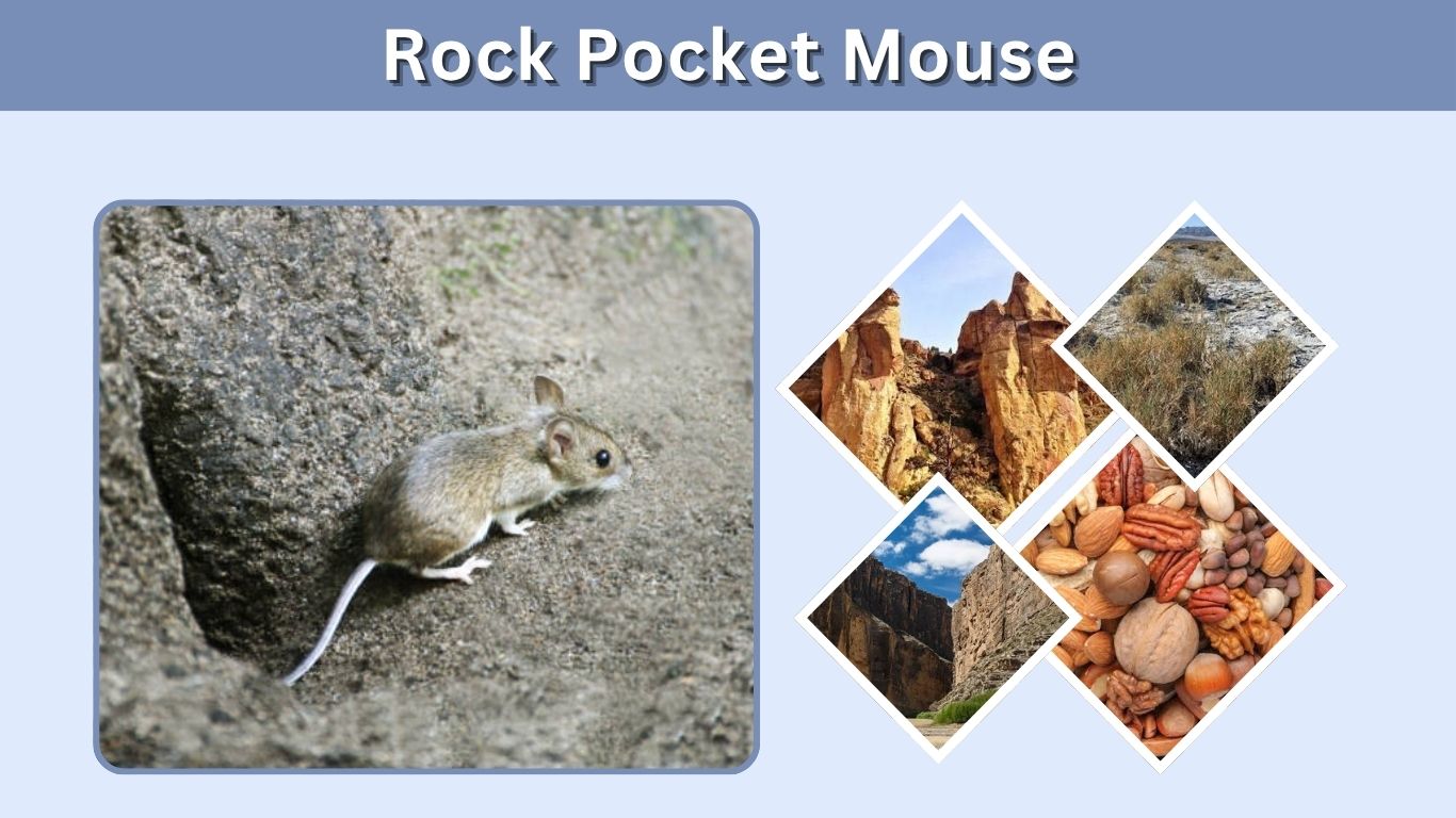 Rock Pocket Mouse: Habitat, Diet, Adaptations, and Facts