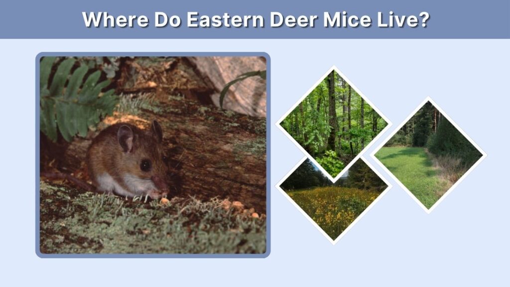 Where Do Eastern Deer Mice Live?