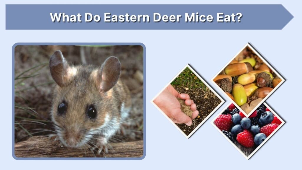 What Do Eastern Deer Mice Eat?