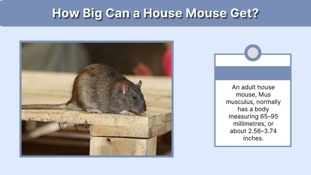 How Big Can a House Mouse Get?