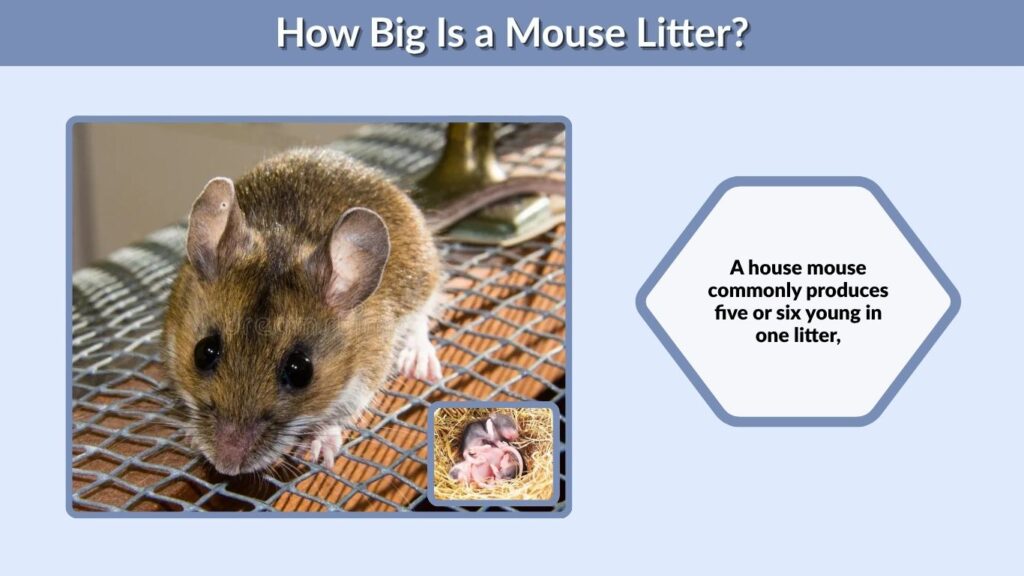 How Big Is a Mouse Litter?