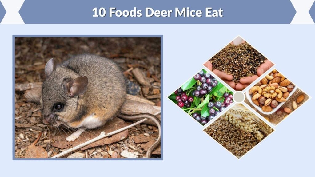 10 Foods Deer Mice Eat