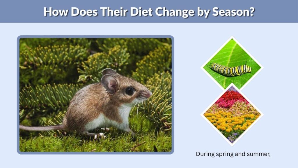 How Does Their Diet Change by Season?