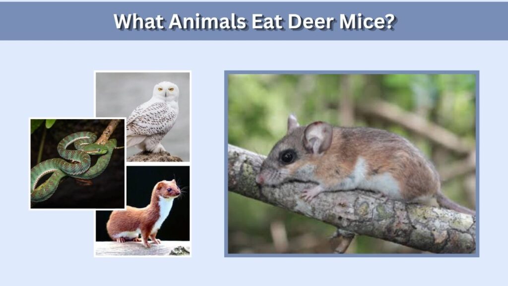 What Animals Eat Deer Mice?