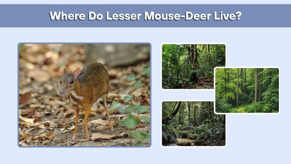 Where Do Lesser Mouse-Deer Live?
