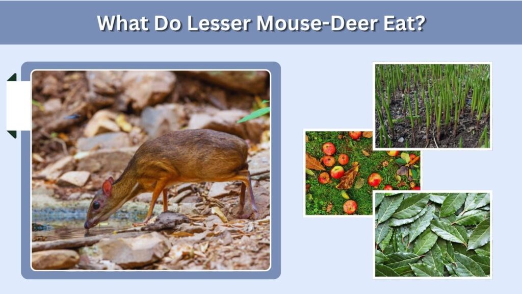 What Do Lesser Mouse-Deer Eat?