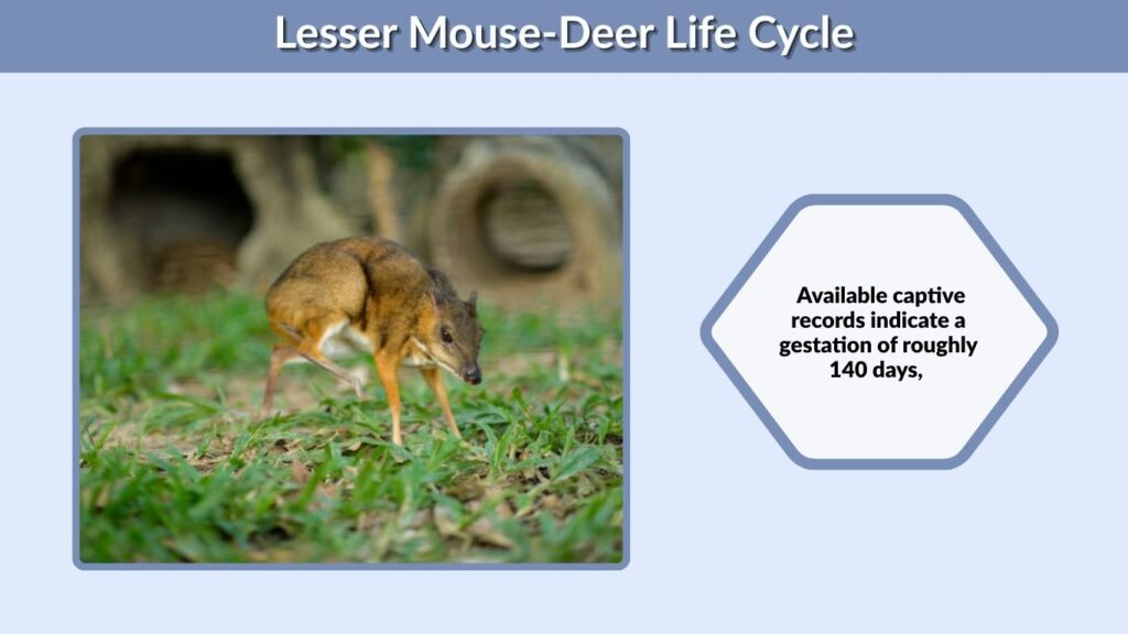 Lesser Mouse-Deer Life Cycle