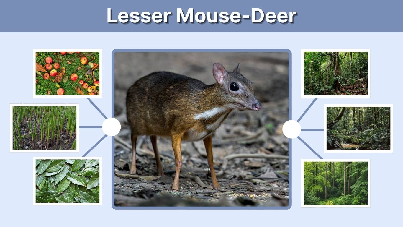 Lesser Mouse-Deer: Size, Habitat, Diet, and Facts