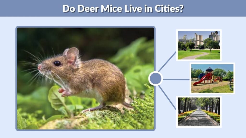 Do Deer Mice Live in Cities?