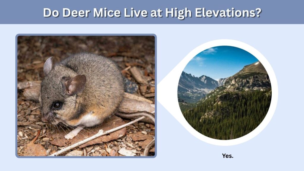 Do Deer Mice Live at High Elevations?