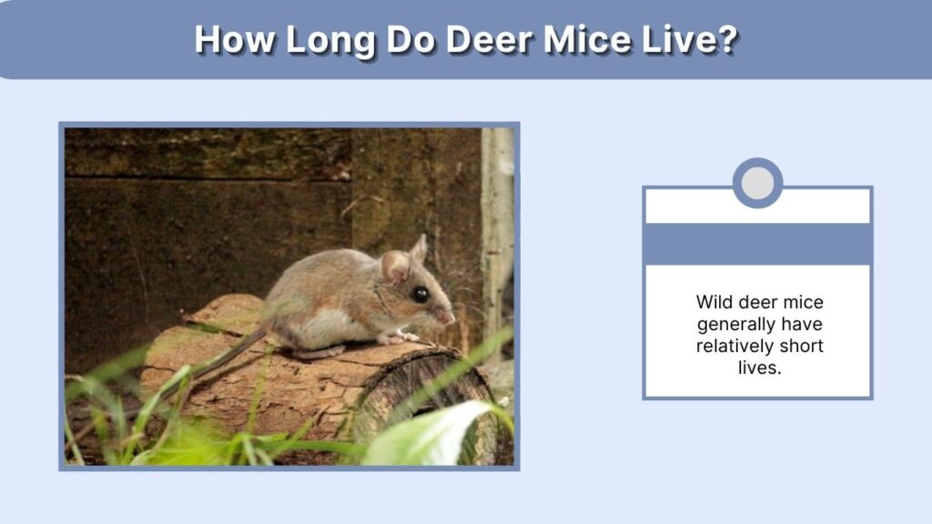 How Long Do Deer Mice Live?