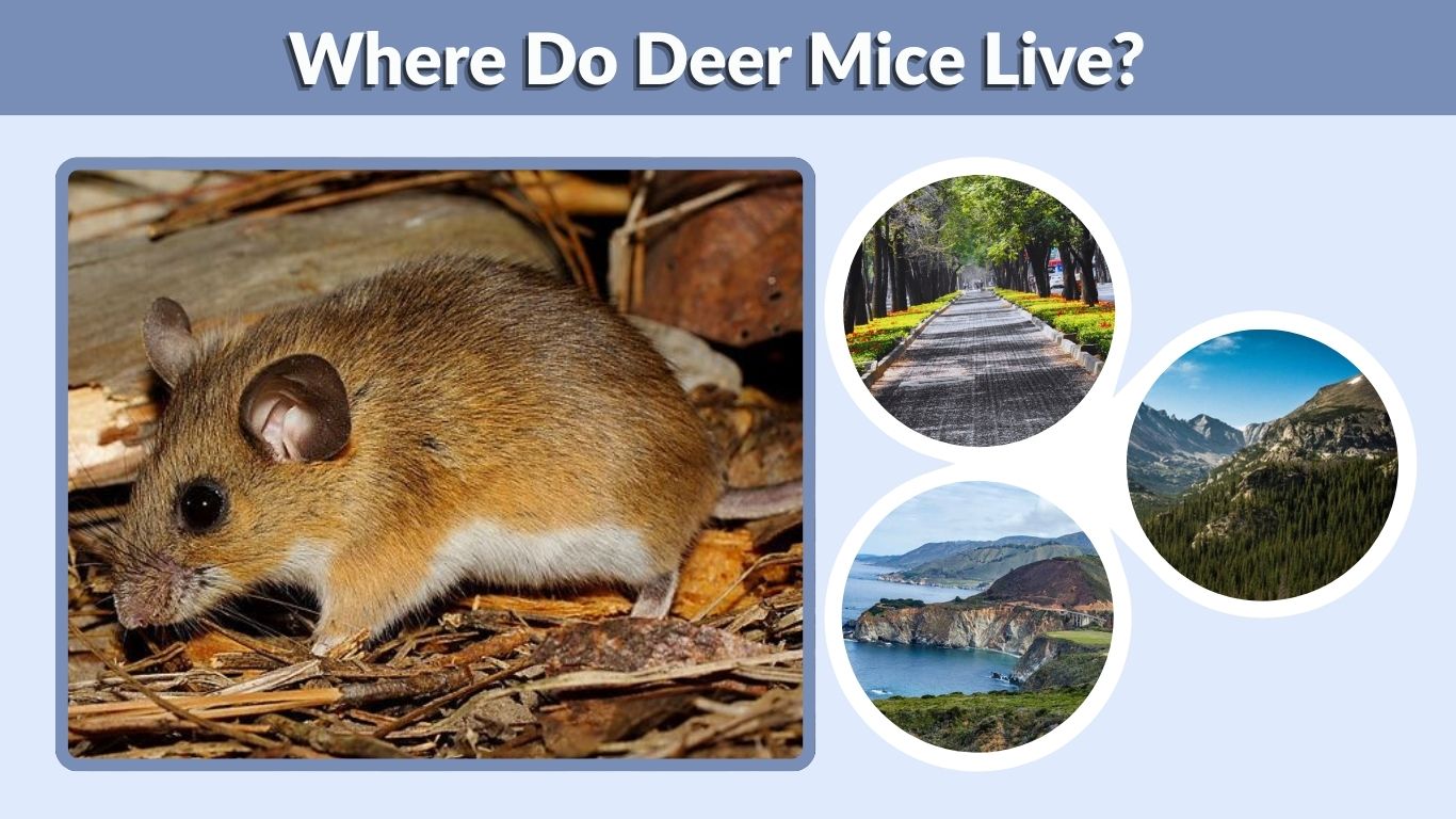 Where Do Deer Mice Live? Habitat, Homes, Range & Lifespan