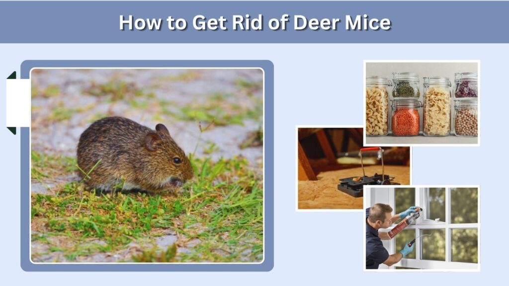 How to Get Rid of Deer Mice