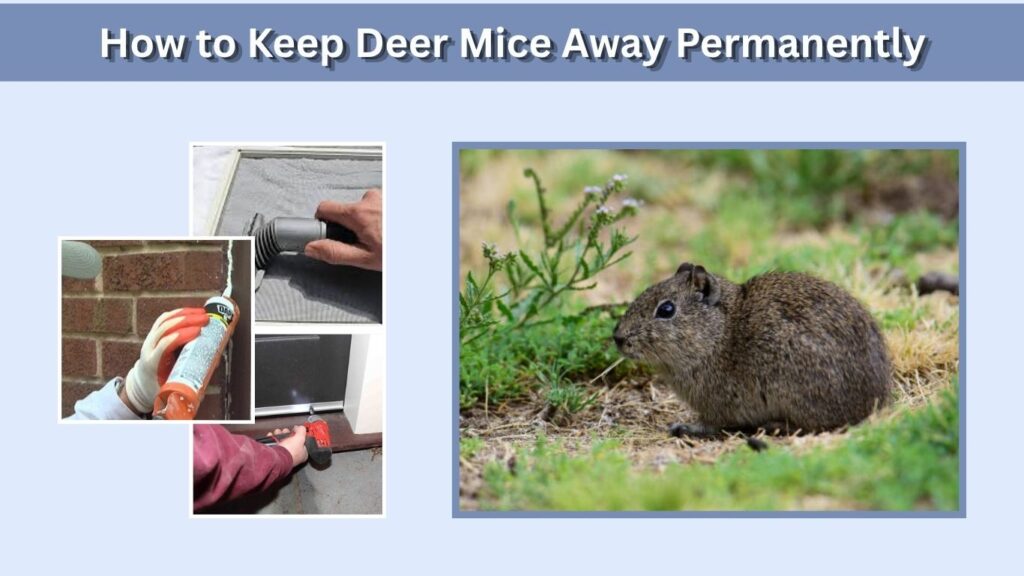 How to Keep Deer Mice Away Permanently