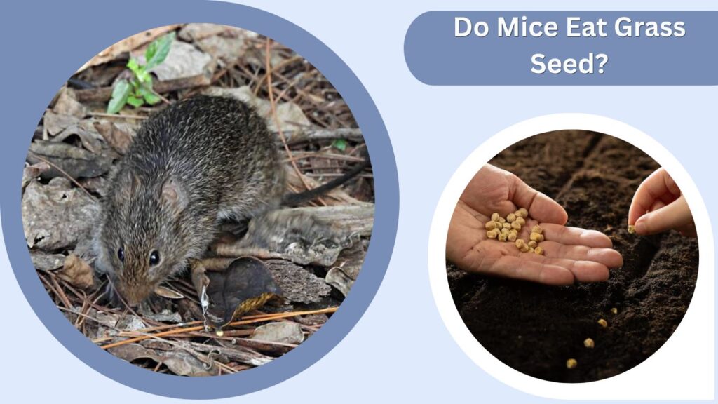 Do Mice Eat Grass Seed?