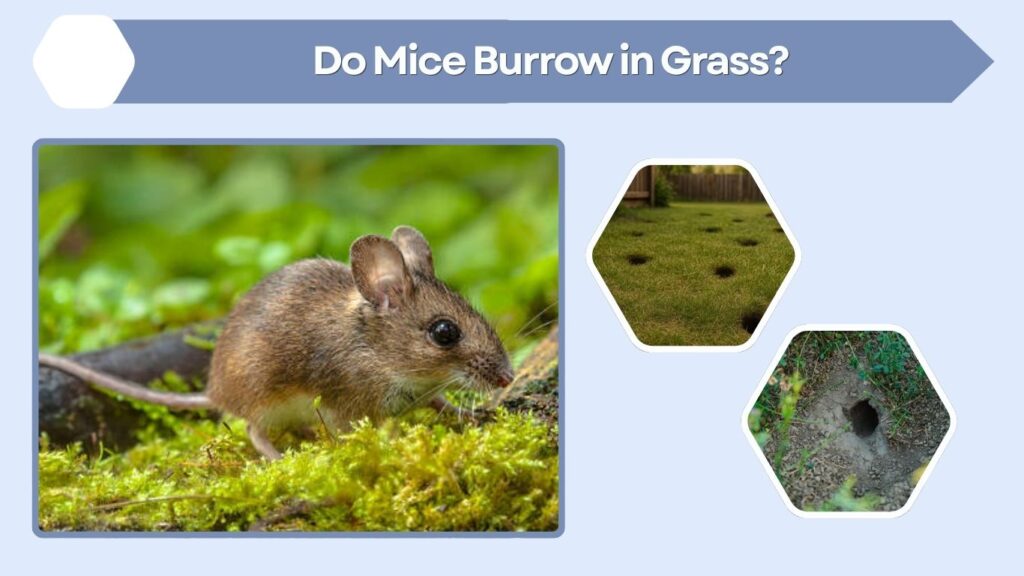 Do Mice Burrow in Grass?