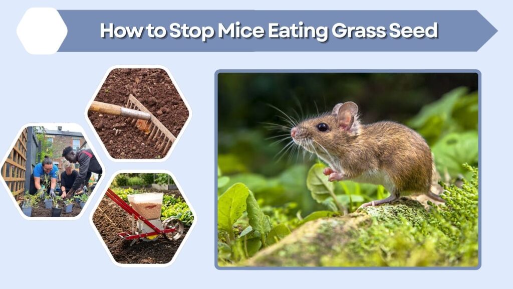 How to Stop Mice Eating Grass Seed