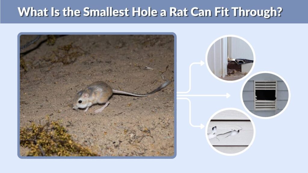 What Is the Smallest Hole a Rat Can Fit Through?