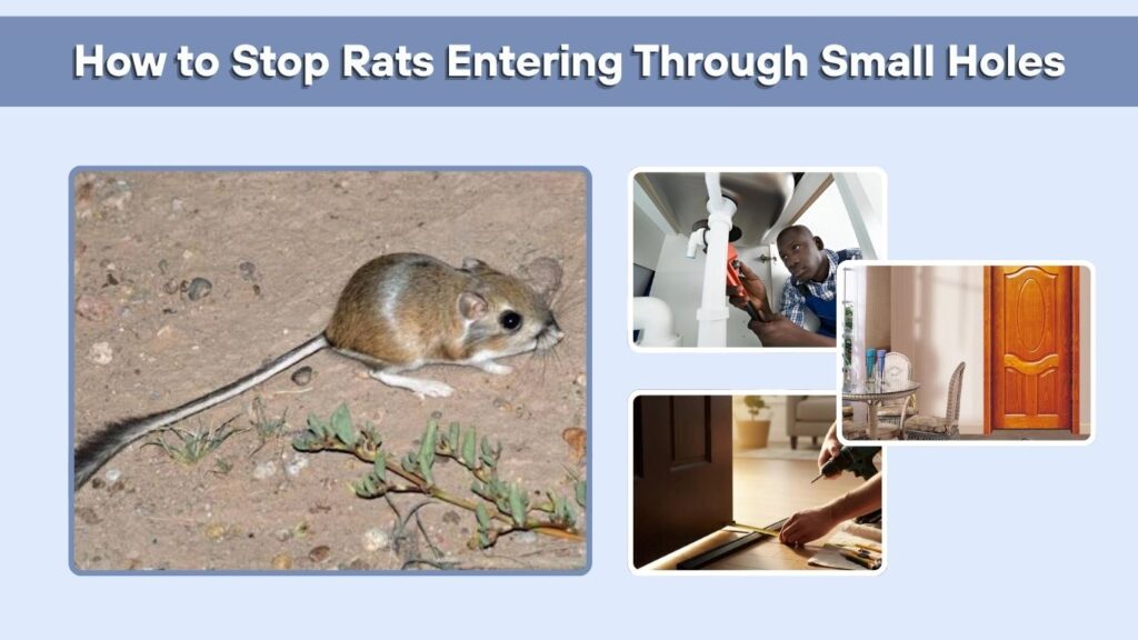 How to Stop Rats Entering Through Small Holes