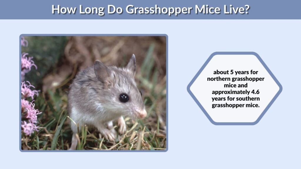 How Long Do Grasshopper Mice Live?