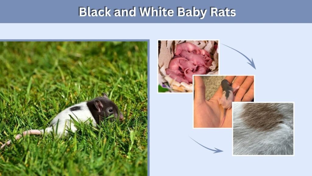 Black and White Baby Rats
