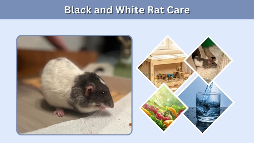 Black and White Rat Care