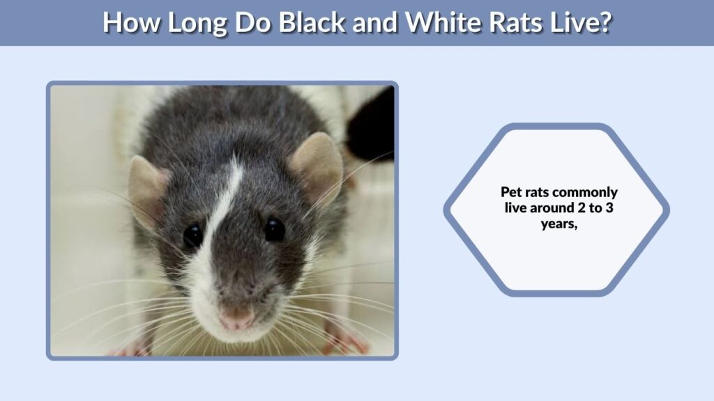 How Long Do Black and White Rats Live?