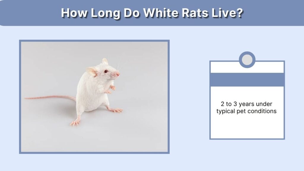 How Long Do White Rats Live?