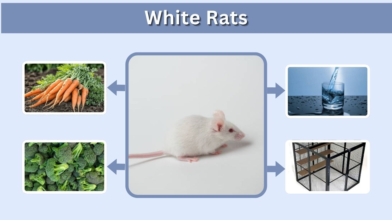 White Rats: Types, Lifespan, Diet, and Pet Care Guide