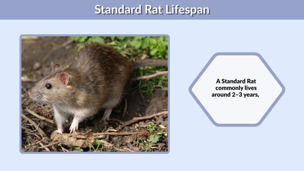 Standard Rat Lifespan