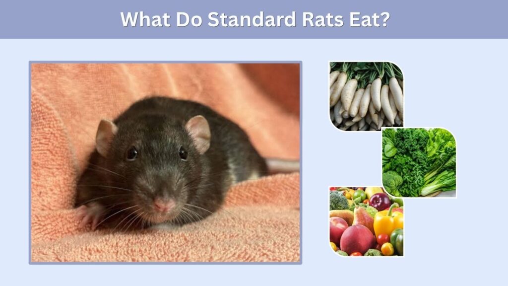 What Do Standard Rats Eat?