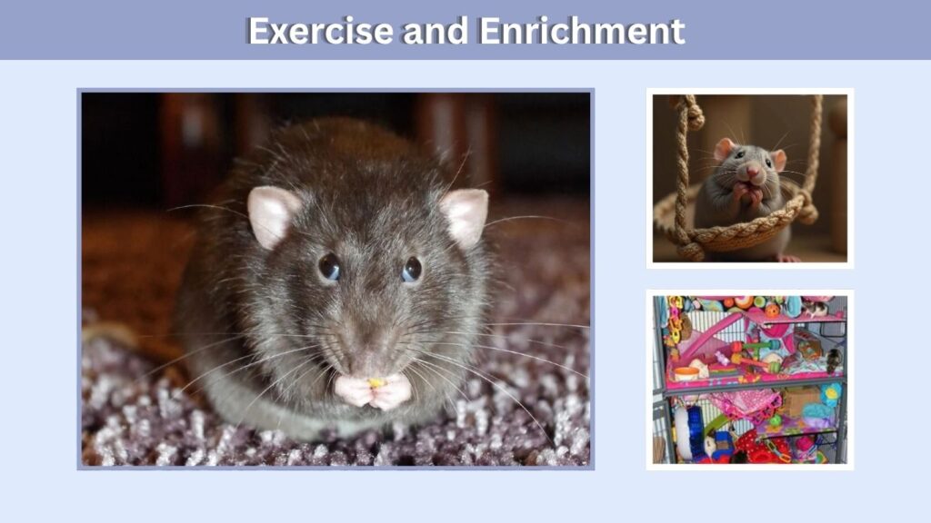 Exercise and Enrichment